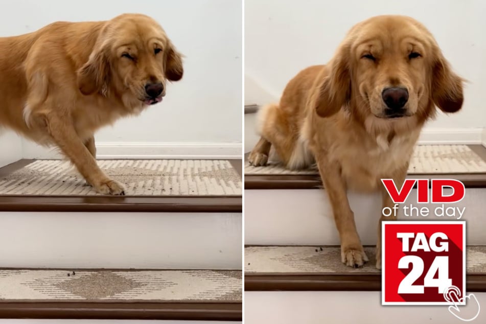 This adorable pup had the guiltiest look on her face when she knew she had done something wrong.