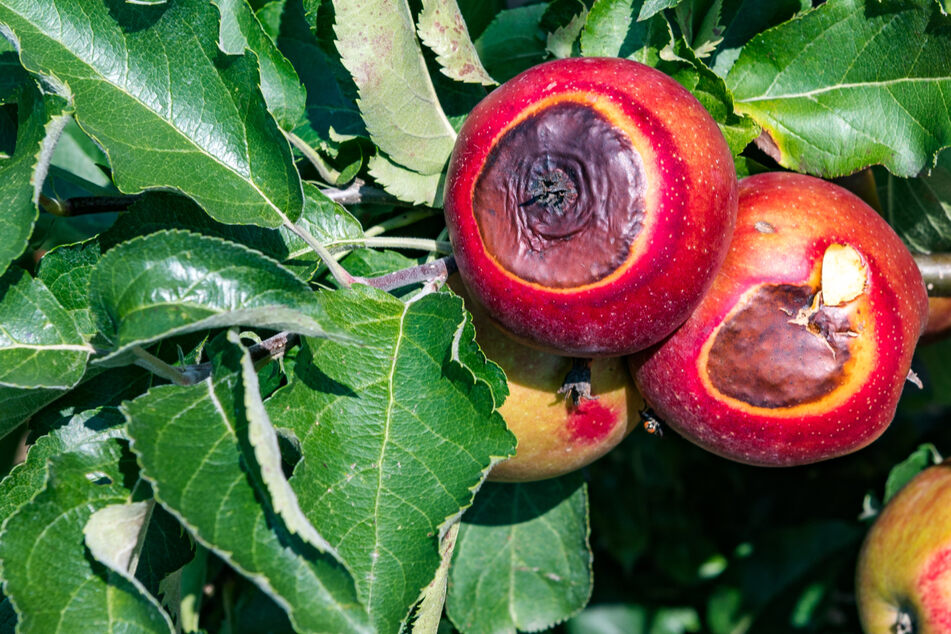 Sachsens Bauern in Sorge: Äpfel haben Sonnenbrand!