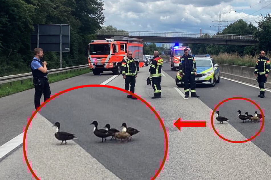 Es half alles nichts: Die Enten wollten sich einfach nicht davon abbringen lassen, die Autobahn zu überqueren.