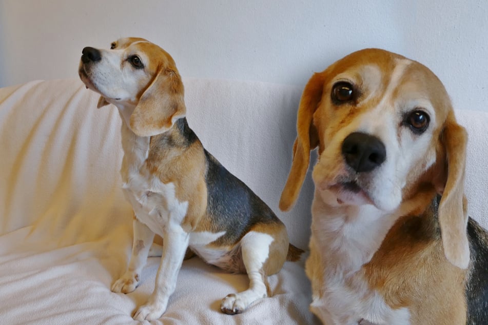 Hunde-Oma einfach ausgesetzt: Gibt es ein Happy End für Beagle Molly?