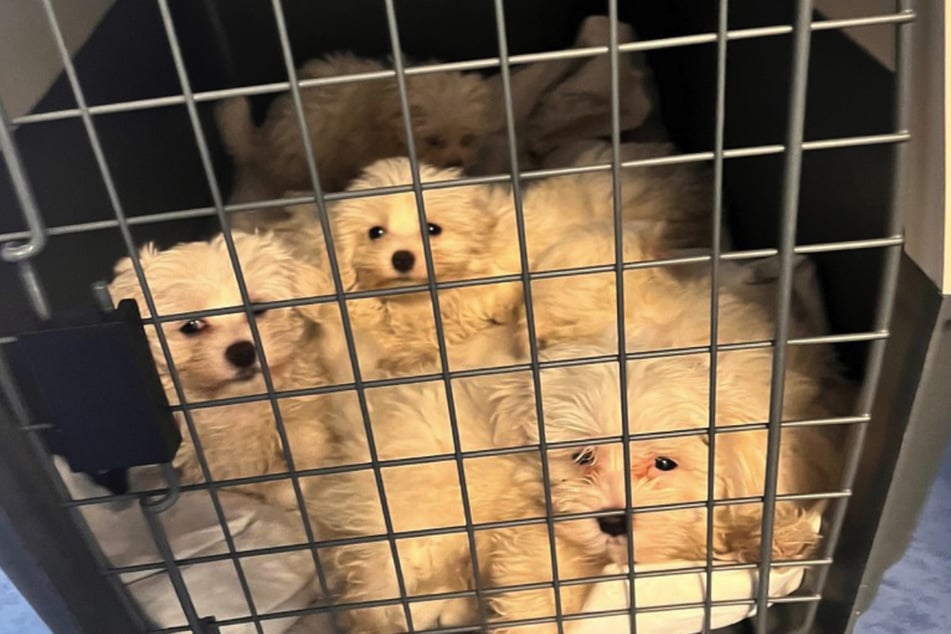 Diese Hundewelpen wurde von Polizisten sichergestellt und in ein Tierheim gebracht.