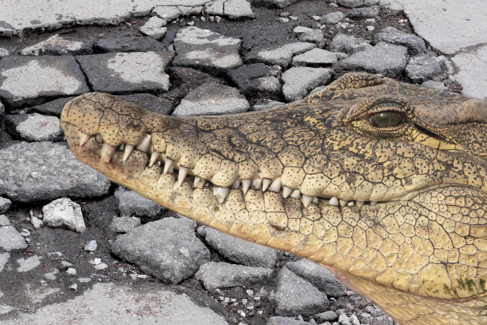 Drei lebendige Krokodile versteckten sich im Boden. (Symbolbild)