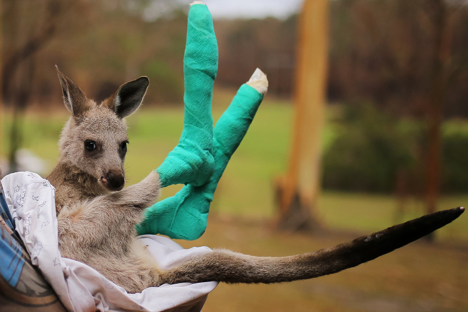 Das kleine, verwaiste Östliche Graue Riesenkänguru "Qantas", dessen Pfoten bei den Buschfeuern verbrannt wurden, wird in der Tierschutzorganisation Wires versorgt. (Archivbild)