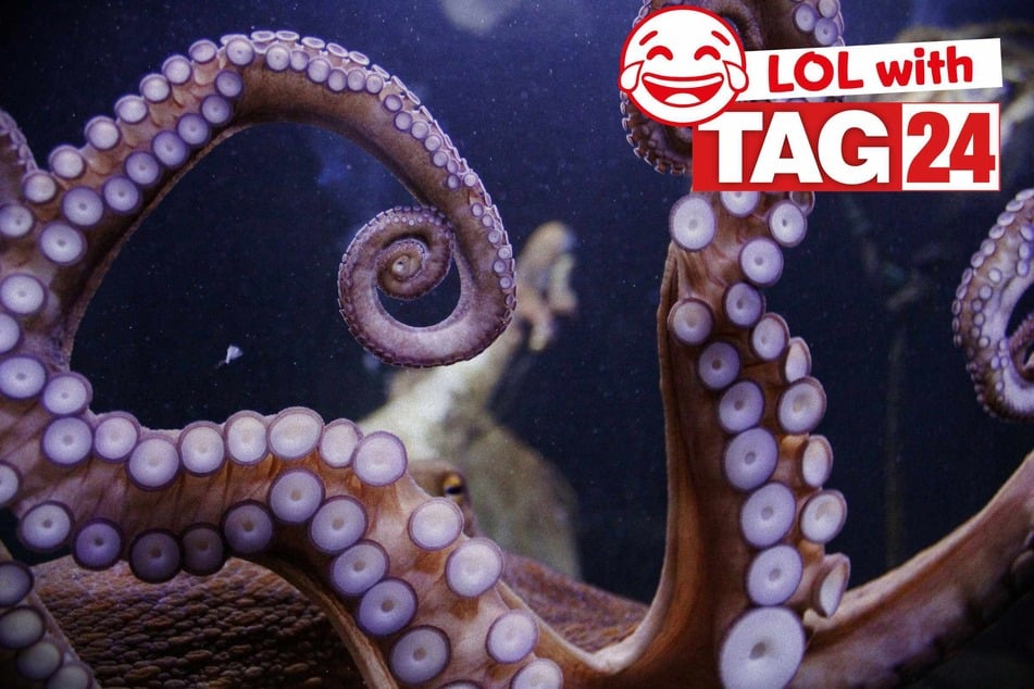 Joke of the Day for May 12, 2025: The best animal jokes to make you laugh