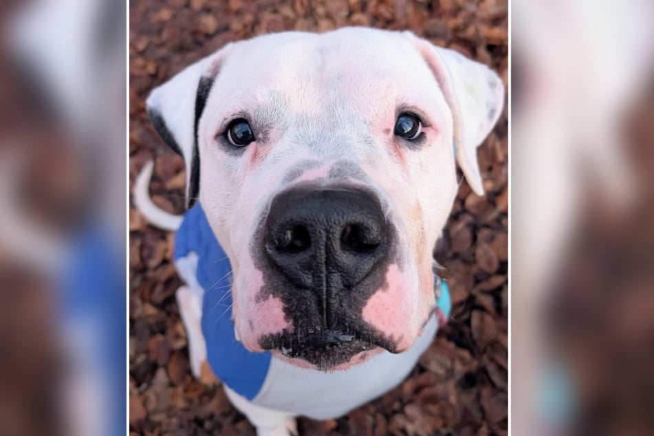 Der zuckersüße Racker wird von seinen Pflegern in den höchsten Tönen gelobt.