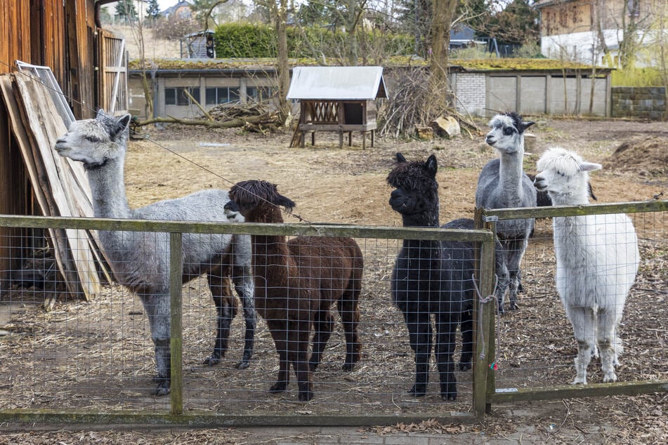 In Zukunft könnte sich Falkner Schaaf vorstellen, dass die Alpakas für tiergestützte Therapien eingesetzt werden – denn seine Partnerin ist Psychologin.