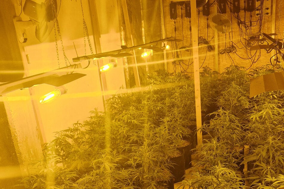 Polizei ermittelt der Nase nach und sackt mehr als 500 Cannabis-Pflanzen ein