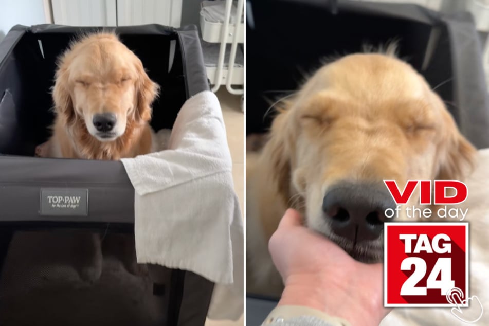 Birdie the pup just woke up from her nap and she is NOT ready to face the day!