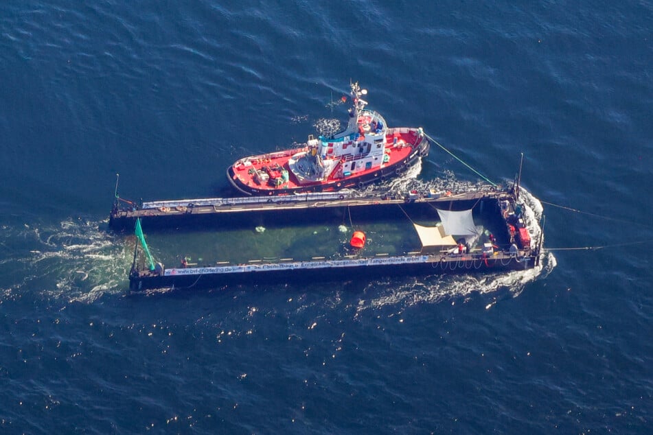 Der Buckelwal wurde auf einer Barge in die Nordsee gebracht und dort freigelassen.