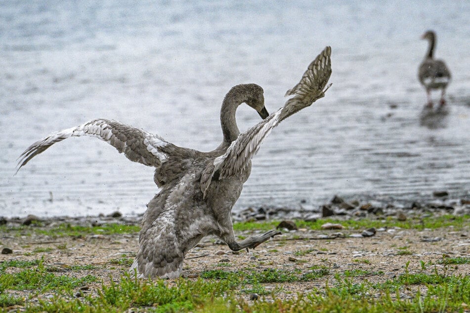 Geschafft: Anschließend durfte der Jungschwan zurück in die Freiheit.