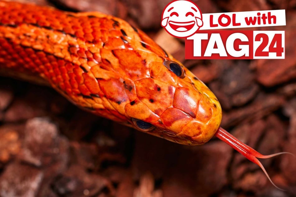 Joke of the Night for January 15, 2026: A hiss-terical sss-ily!