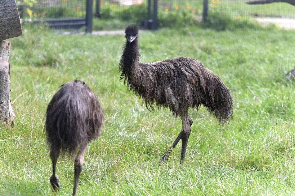 Diesen Emu kann man in einem begehbaren Gehege ohne störendes Gitter betrachten.