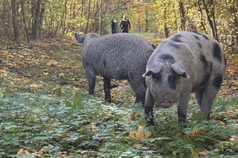 Hausschweine büxen aus: Tierischer Einsatz für die Polizei