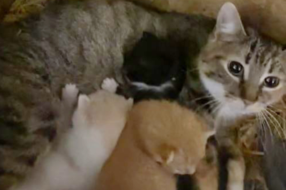 Überraschung: In der Box stillt eine Katzen-Mama ihre Kleinen.