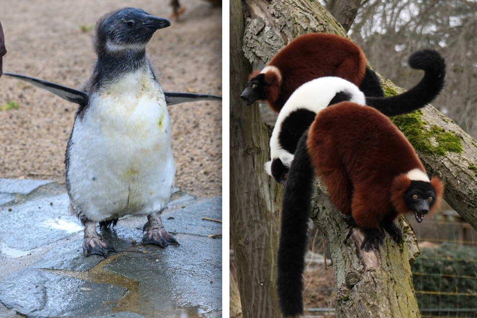 Lautstarke Neuzugänge im Zoo Magdeburg: Diese niedlichen Tiere sind neu