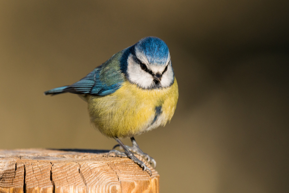 Welcher Vogel singt denn da? Das können Interessierte bei einer Wanderung mit einem fachkundigen Ornithologen erfahren.