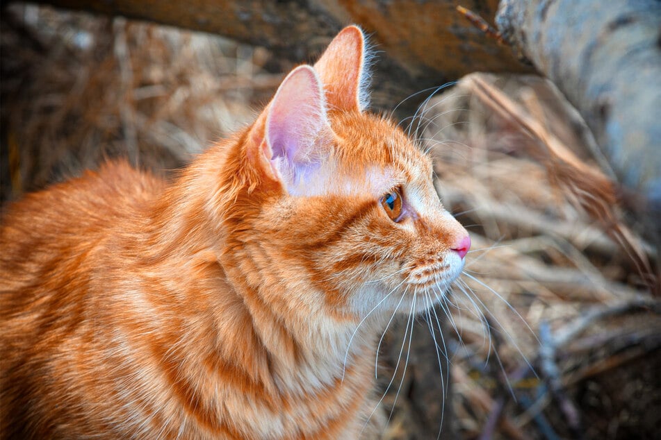 The American Bobtail is a classic orange cat breed, and for good reason.