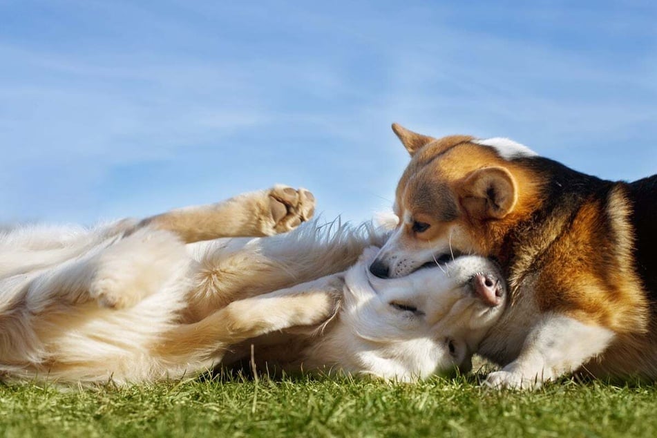 A Labrador and Corgi mix might be the perfect dog for you.