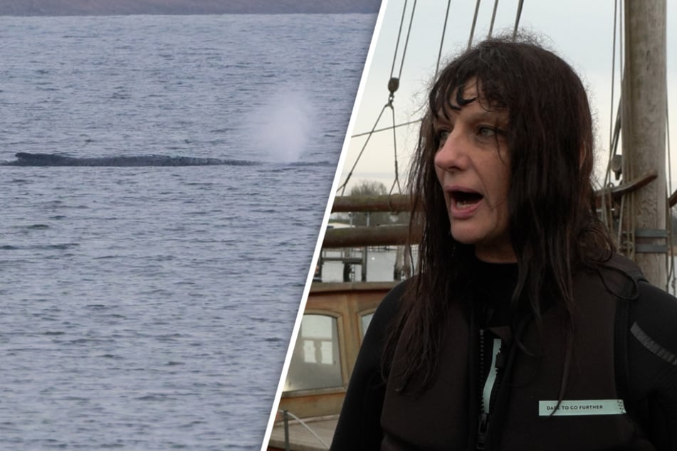 Gestrandeter Buckelwal laut Frau "topfit": Deshalb schwamm sie zum Tier