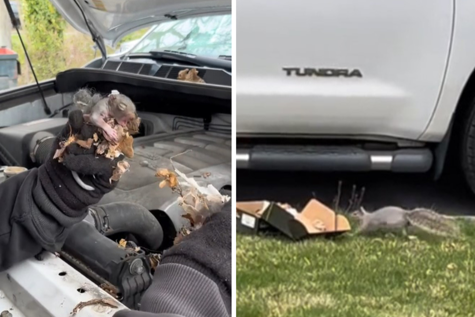 Six tiny baby squirrels were found hiding under the hood of a car!