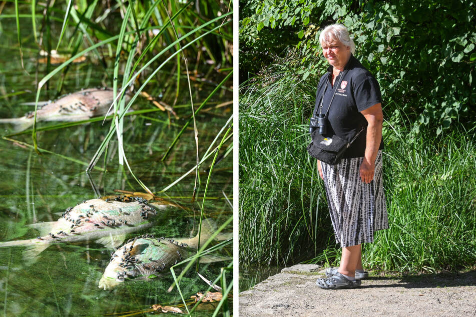 Petra Eichler (56) von der Tiernothilfe ist entsetzt über das qualvolle Fischsterben.