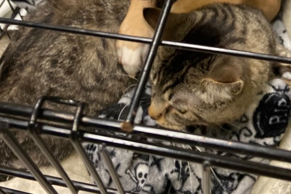 Boris' beruhigende Pfote auf Kater Jenkins ging den Rettern nahe.