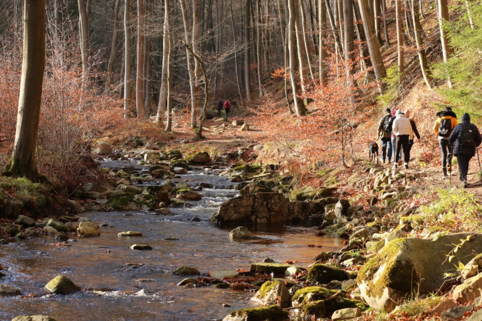 Der kleinste Käfer Europas lebt im Harz-Nationalpark an der bei Kletterern beliebten Grenze zwischen Sachsen-Anhalt und Niedersachsen.  (Symbolbild)