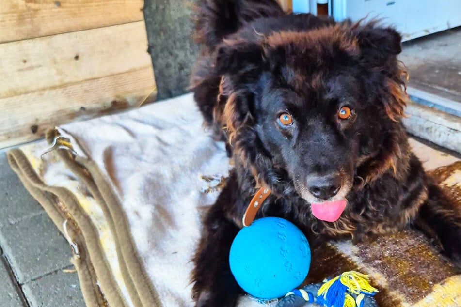 Zottelbär, den keiner will: Verbringt Hund Carlo den Rest seines Lebens im Tierheim?