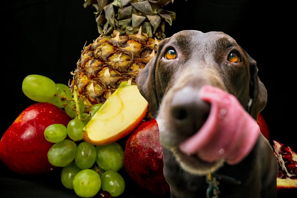 Dogs eat outlet fruit