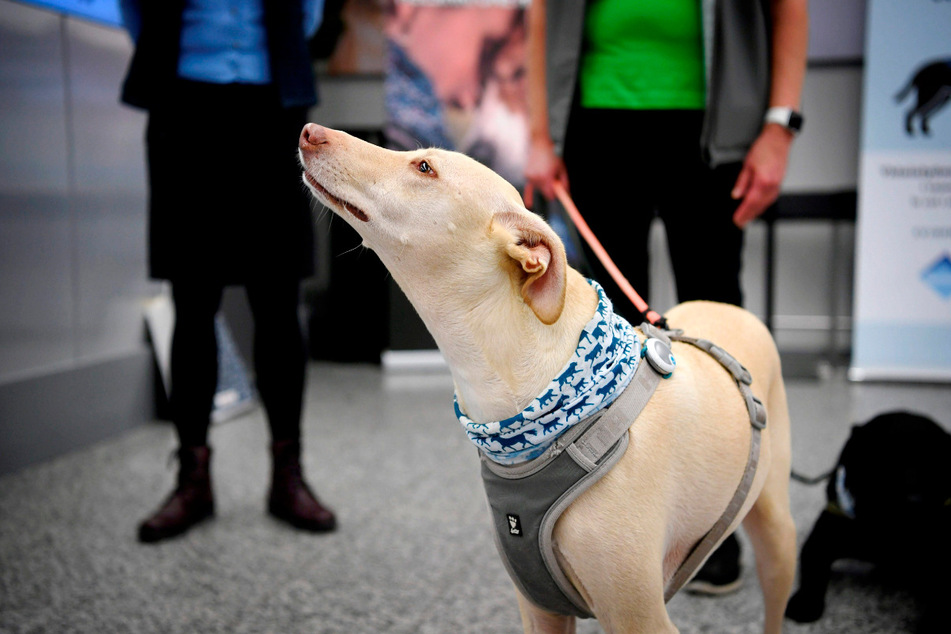 Der Covid-19-Spürhund K'ssi ist speziell ausgebildet, um Coronaviren zu erschnüffeln. Was genau er riecht, ist bislang nicht bekannt. Der Covid-Erreger selbst ist geruchlos.