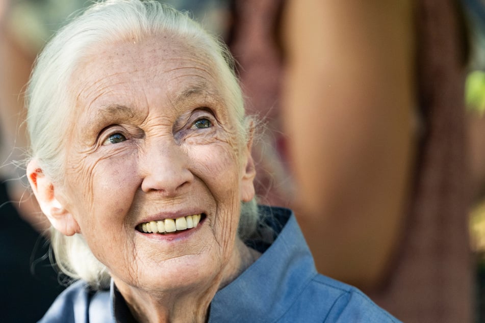 Verhaltensforscherin Jane Goodall ist am Mittwoch im Alter von 91 Jahren gestorben.