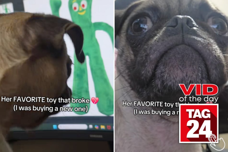 This pug was convinced her favorite toy was trapped inside the computer!