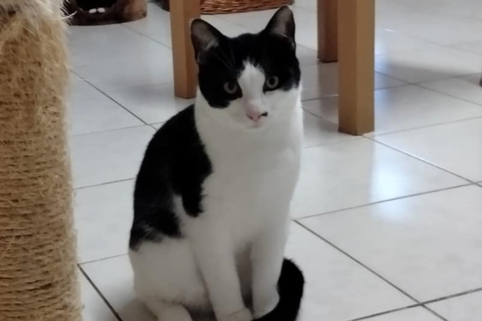 Wie kann man einen so süßen Kater übersehen?
