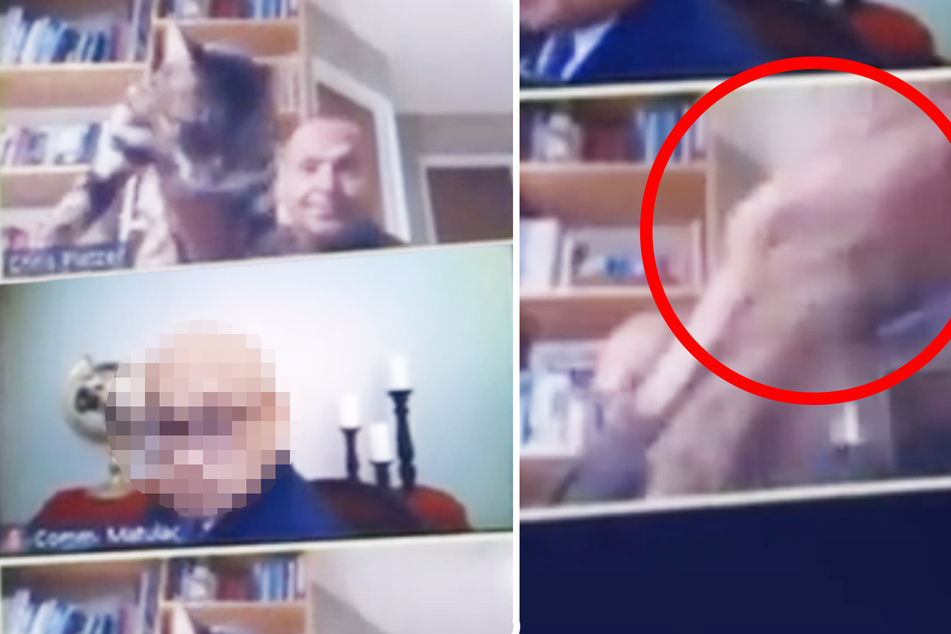 Katze stört in Video-Konferenz, da wird sie weggeworfen!