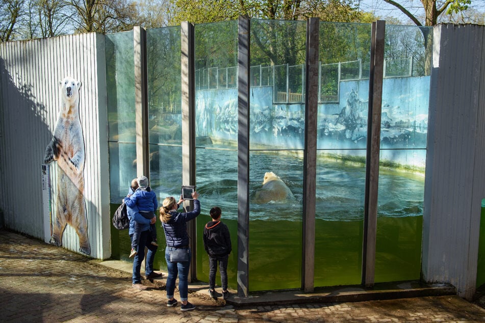 Auch der Eisbär im Tierpark Neumünster wird ab Montag wieder bestaunt werden können. (Archivbild)