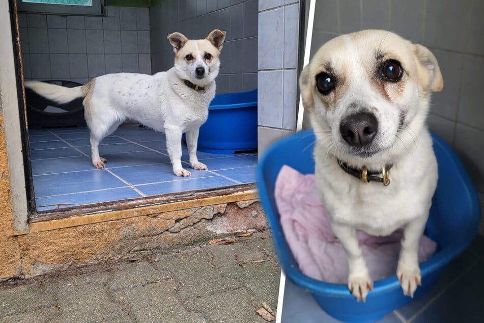 Ihr Herrchen musste ins Pflegeheim: Hündin Milka will wieder glücklich werden