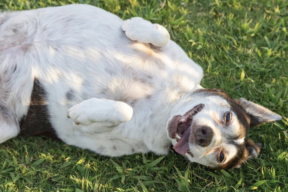 Im Garten ihrer neuen Familie kann der Vierbeiner die Hunde-Rente genießen.