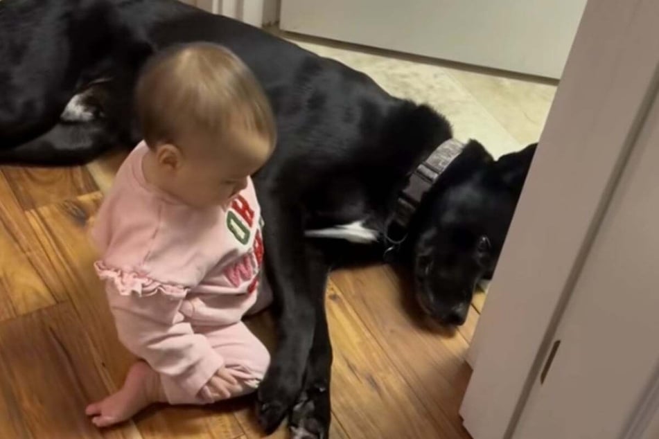 Bosco showed off his intelligence as he played "nanny" for his human sister.