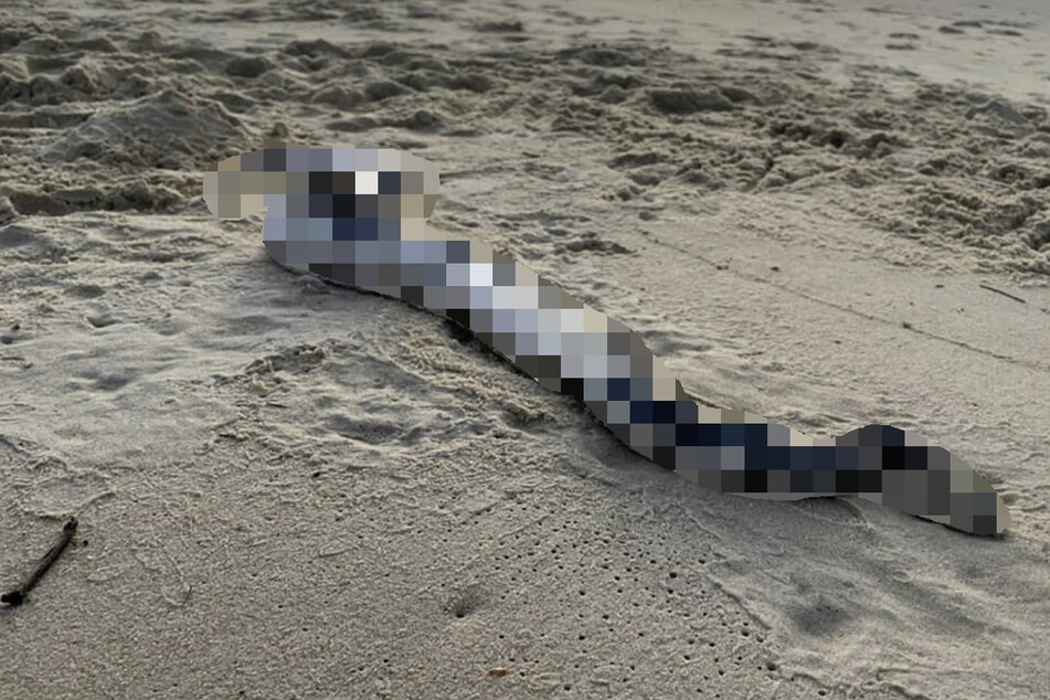 Spaziergängerin macht schockierenden Fund am Strand: "Nicht anfassen, hochgiftig"
