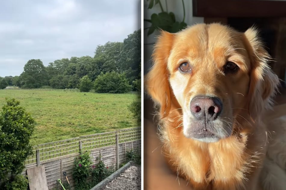 Una mujer se entera por su pareja de que su Golden Retriever se ha escapado: Poco después ríe a lágrima viva