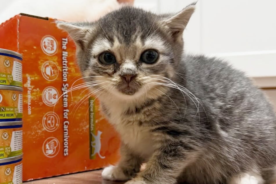 Silver Stub sieht ein wenig wie ein Katzenbaby aus - ist sie aber schon lange nicht mehr.