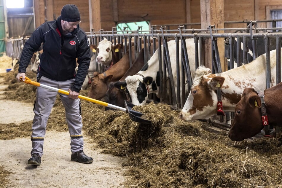 Mike Fritzsch (33) füttert seine Milchkühe mit Silage aus eigenem Anbau.