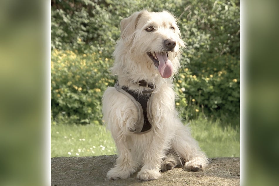Hund Zottel hofft auf seine zweite Chance im Leben.
