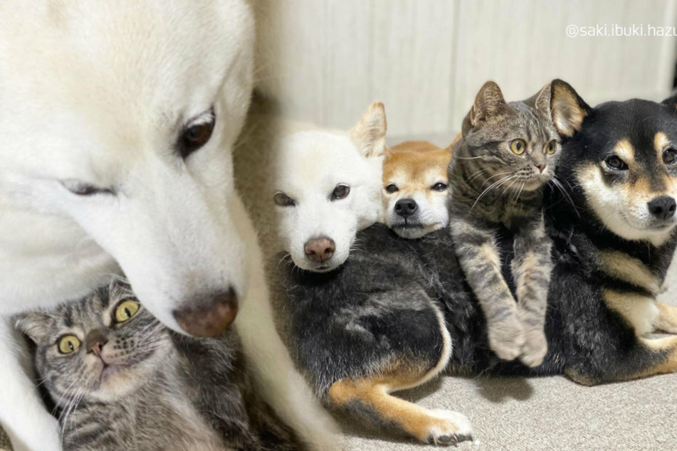 Hunde sind kein Problem für Katze Kiki. Sie sieht in den drei Shibas Sabi, Ikubo und Hazuki Kumpels.