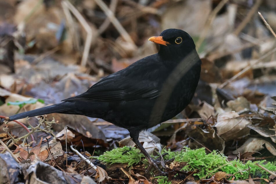 Heimische Vogelarten wie die Amsel werden in Sachsen immer weniger, wie die regelmäßigen Zählungsaktionen dokumentieren.