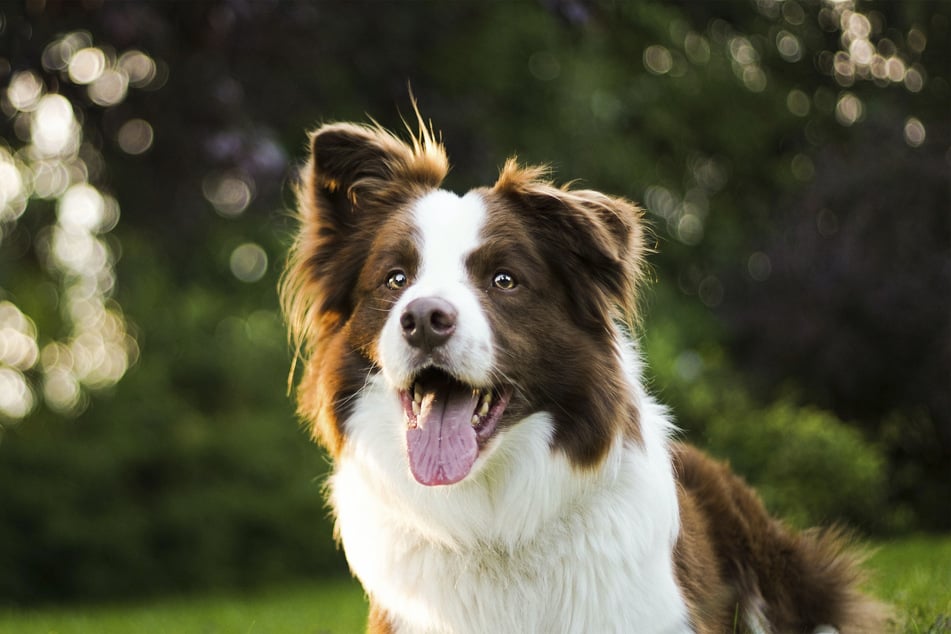 Border Collies are extremely loyal, and that can cause very real behavioral issues.