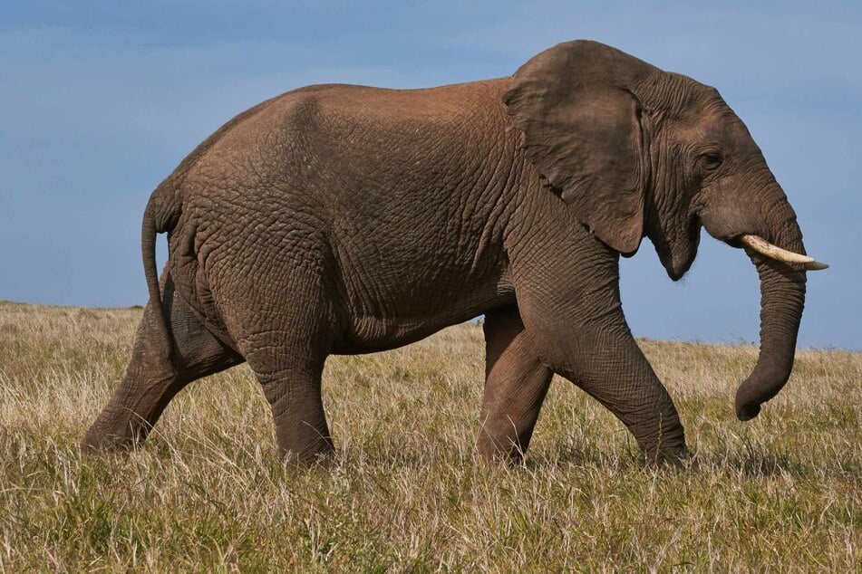 Elephants recognize and call each other by name like humans, research suggests