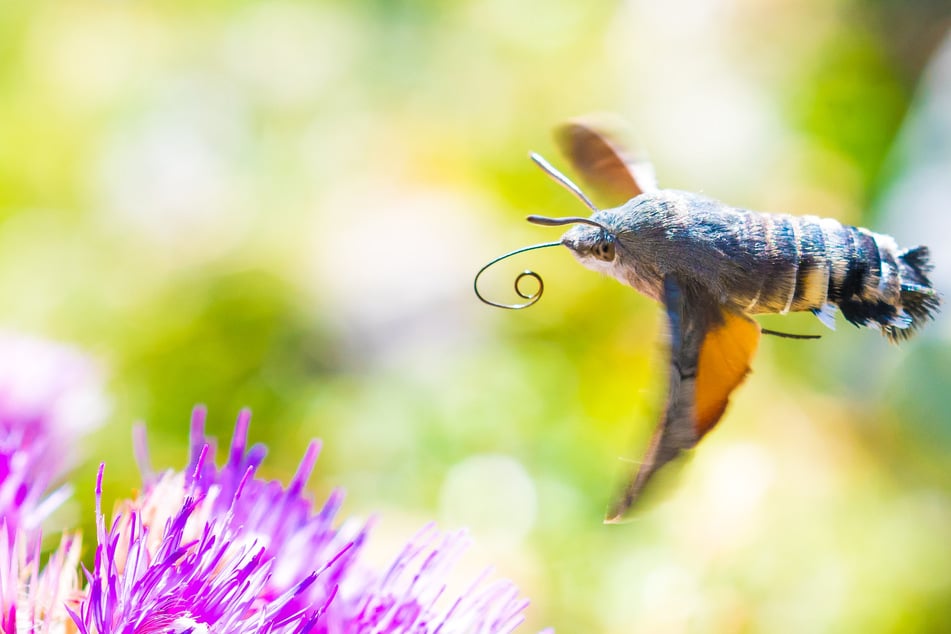 Mit seinem langen Rüssel ist das Taubenschwänzchen gegenüber anderen Insekten beim Nektar-Saugen im Vorteil.