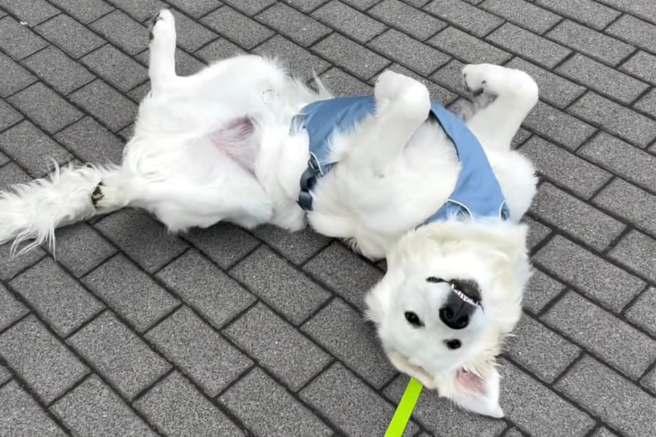 Charlie lebt ein glückliches Leben in Polen.