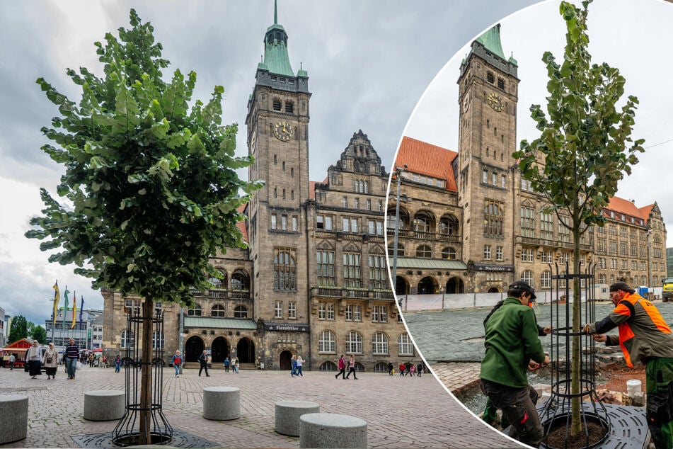 Chemnitz: Nach Spott über Chemnitzer Marktbaum: Wie geht es der Silberlinde?